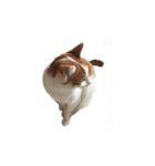 ネコぽん_J1（個別スタンプ：22）