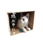 ネコぽん_J1（個別スタンプ：23）