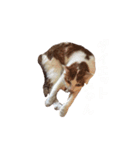 ネコぽん_J1（個別スタンプ：24）