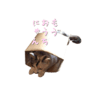 ネコぽん_J1（個別スタンプ：29）