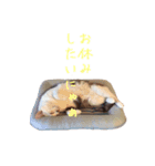 ネコぽん_J1（個別スタンプ：31）