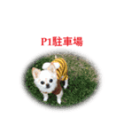 チワワ M＆P兄弟（個別スタンプ：6）