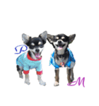 チワワ M＆P兄弟（個別スタンプ：8）