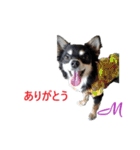 チワワ M＆P兄弟（個別スタンプ：10）