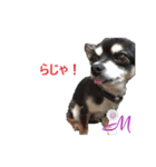 チワワ M＆P兄弟（個別スタンプ：11）