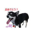チワワ M＆P兄弟（個別スタンプ：19）