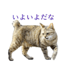 発見！地域猫（個別スタンプ：1）