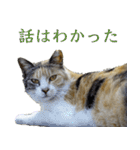 発見！地域猫（個別スタンプ：2）