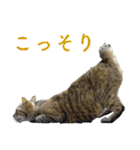 発見！地域猫（個別スタンプ：4）