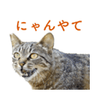 発見！地域猫（個別スタンプ：5）