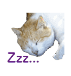 発見！地域猫（個別スタンプ：6）