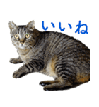 発見！地域猫（個別スタンプ：7）