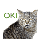 発見！地域猫（個別スタンプ：8）