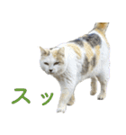 発見！地域猫（個別スタンプ：9）