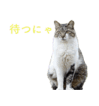 発見！地域猫（個別スタンプ：10）