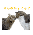 発見！地域猫（個別スタンプ：11）