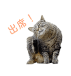 発見！地域猫（個別スタンプ：12）