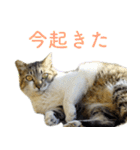 発見！地域猫（個別スタンプ：13）