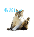 発見！地域猫（個別スタンプ：14）