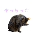 発見！地域猫（個別スタンプ：15）