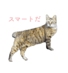 発見！地域猫（個別スタンプ：16）