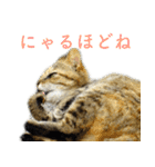 発見！地域猫（個別スタンプ：17）