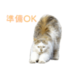発見！地域猫（個別スタンプ：18）