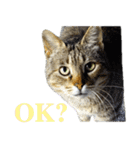 発見！地域猫（個別スタンプ：19）