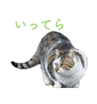 発見！地域猫（個別スタンプ：20）