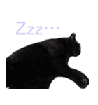 発見！地域猫（個別スタンプ：22）