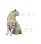 発見！地域猫（個別スタンプ：23）