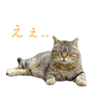 発見！地域猫（個別スタンプ：24）