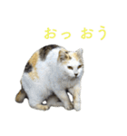 発見！地域猫（個別スタンプ：25）