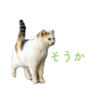 発見！地域猫（個別スタンプ：26）