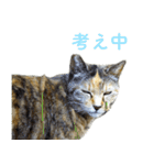 発見！地域猫（個別スタンプ：27）