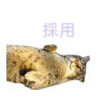 発見！地域猫（個別スタンプ：28）