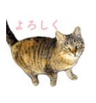 発見！地域猫（個別スタンプ：29）
