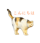 発見！地域猫（個別スタンプ：30）
