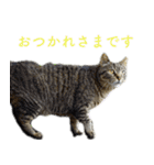 発見！地域猫（個別スタンプ：31）