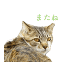 発見！地域猫（個別スタンプ：32）