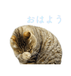 発見！地域猫（個別スタンプ：33）