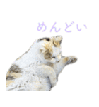 発見！地域猫（個別スタンプ：34）