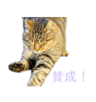 発見！地域猫（個別スタンプ：35）