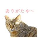 発見！地域猫（個別スタンプ：36）