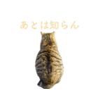 発見！地域猫（個別スタンプ：37）