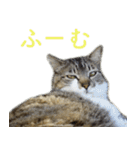 発見！地域猫（個別スタンプ：38）