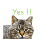 発見！地域猫（個別スタンプ：39）