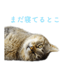 発見！地域猫（個別スタンプ：40）