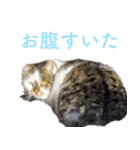 頑張る地域ネコ（個別スタンプ：1）