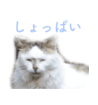 頑張る地域ネコ（個別スタンプ：2）